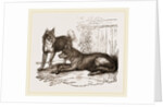 Mixed breed of Dog and Wolf by Anonymous