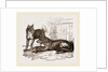 Mixed breed of Dog and Wolf by Anonymous
