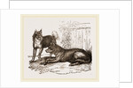 Mixed breed of Dog and Wolf by Anonymous