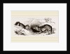 Wolf and Fox by Anonymous