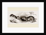 Wolf and Fox by Anonymous