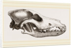 Skull of Canadian Wolf by Anonymous