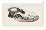 Skull of Canadian Wolf by Anonymous