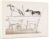 Dogs, from Egyptian paintings by Anonymous