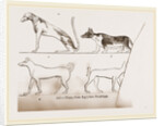 Dogs, from Egyptian paintings by Anonymous
