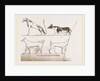Dogs, from Egyptian paintings by Anonymous