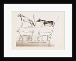 Dogs, from Egyptian paintings by Anonymous
