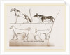 Dogs, from Egyptian paintings by Anonymous