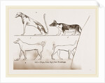Dogs, from Egyptian paintings by Anonymous