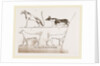 Dogs, from Egyptian paintings by Anonymous