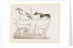 Dogs, from Egyptian paintings by Anonymous
