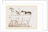 Dogs, from Egyptian paintings by Anonymous