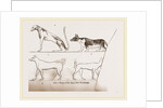Dogs, from Egyptian paintings by Anonymous