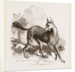 Arabian Greyhound by Anonymous