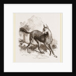 Arabian Greyhound by Anonymous