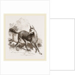 Arabian Greyhound by Anonymous