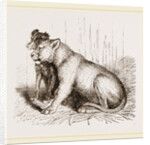 Lion and Spaniel by Anonymous