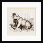 Lion and Spaniel by Anonymous