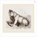 Lion and Spaniel by Anonymous