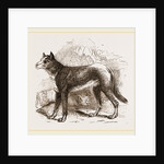 Turkman Watch-dog by Anonymous