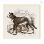 Turkman Watch-dog by Anonymous