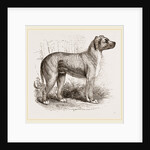 Cuban Blood-hound by Anonymous