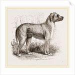 Cuban Blood-hound by Anonymous