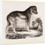 English Blood-hound by Anonymous