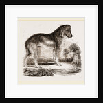 English Blood-hound by Anonymous