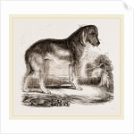 English Blood-hound by Anonymous