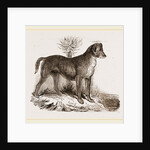 African Hound by Anonymous