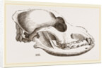 Skull of a Spaniel dog by Anonymous