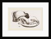 Skull of a Spaniel dog by Anonymous