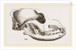 Skull of a Spaniel dog by Anonymous
