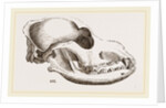 Skull of a Spaniel dog by Anonymous