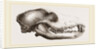 Skull of a Matin dog by Anonymous
