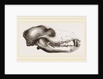 Skull of a Matin dog by Anonymous