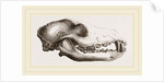Skull of a Matin dog by Anonymous