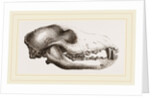 Skull of a Matin dog by Anonymous