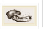 Skull of a Matin dog by Anonymous