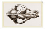 Skull of a Mastiff dog by Anonymous