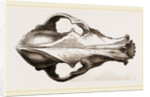 Skull of a Matin dog by Anonymous