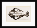 Skull of a Matin dog by Anonymous