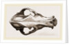 Skull of a Matin dog by Anonymous