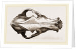 Skull of a Matin dog by Anonymous
