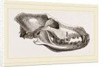 Skull of Dingo by Anonymous