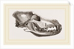 Skull of Dingo by Anonymous