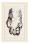 Feeth of Panda by Anonymous