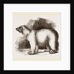 Polar Bear by Anonymous