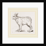 Pretended Ifybrid of Bear and Dog by Anonymous